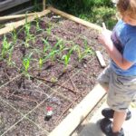 Square Foot Gardening: Everything a Beginner Needs to Know