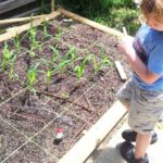 Square Foot Gardening: Everything a Beginner Needs to Know