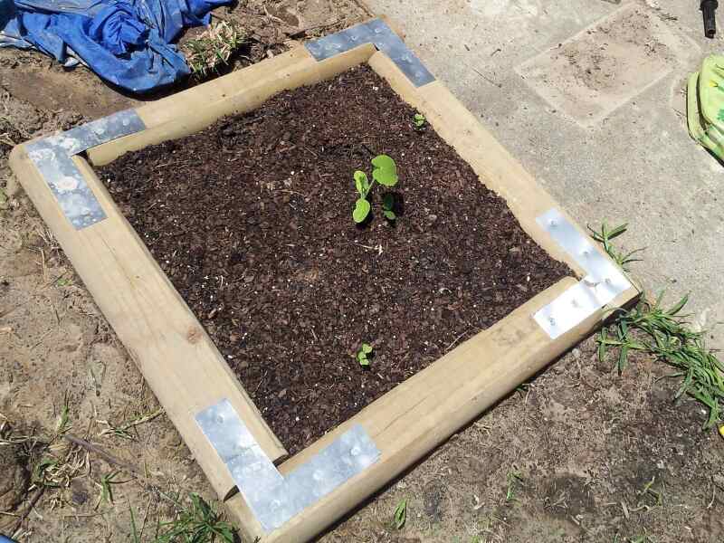square foot garden with small plants growing