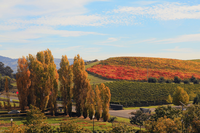 A vineyard in Napa Valley, California, demonstrates a gradient of foliage from green to orange to red