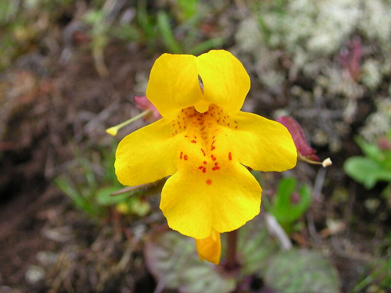 Monkey flower
