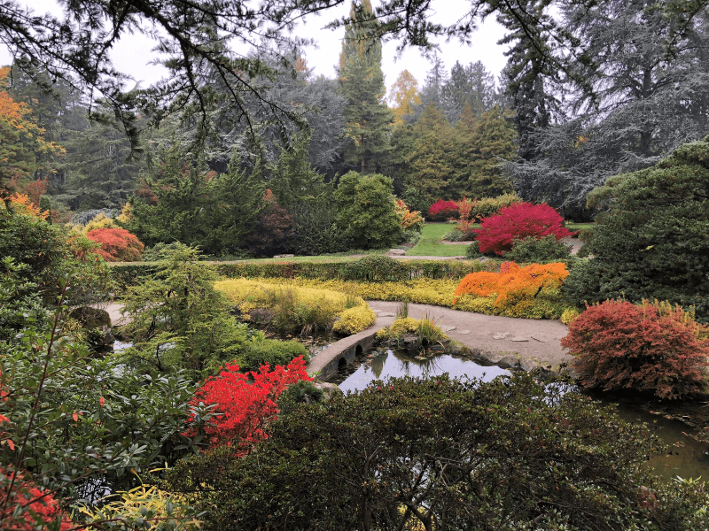 Autumnal colors pop across Seattle’s Japanese Garden