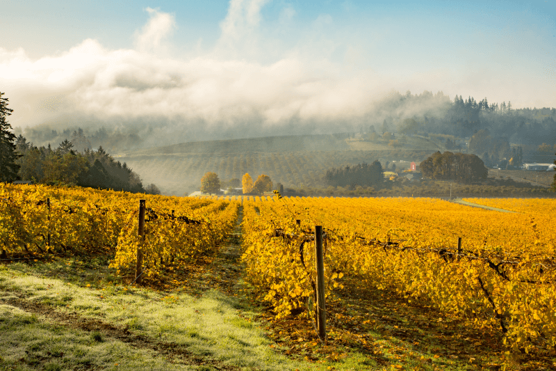 A bright yellow vineyard in Oregon