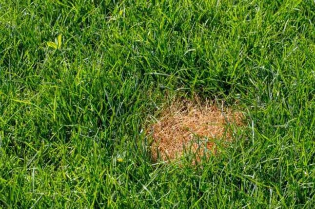 anthracnosis fungal disease of the lawn