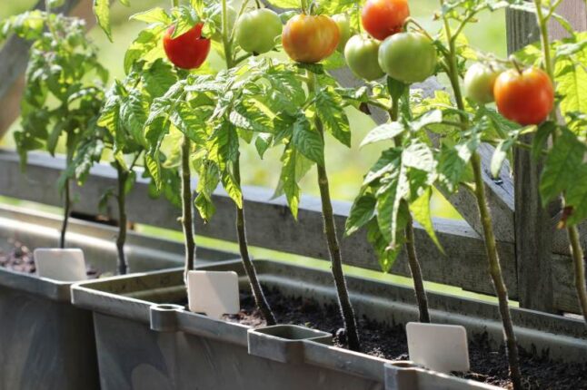 Tomatoes in a balcony container garden