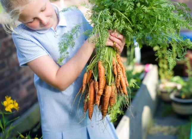 Kid holding carrots picked up in a garden