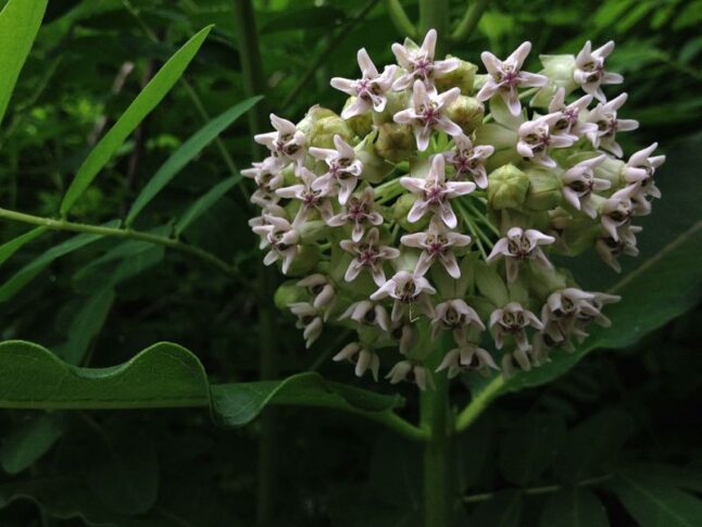 Common Milkweed (Asclepias syriaca)