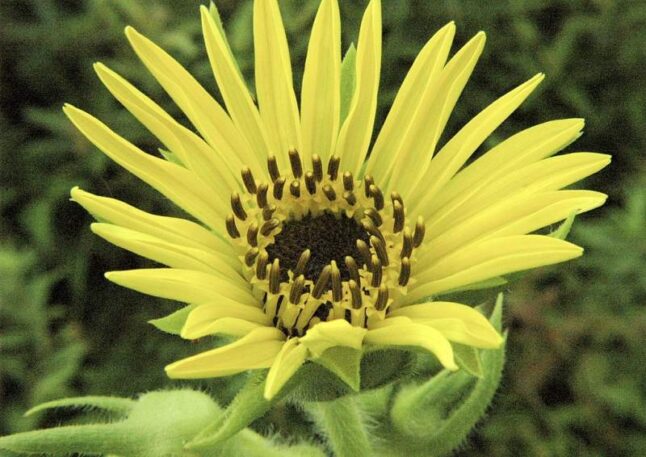 Compass plant (Silphium laciniatum)