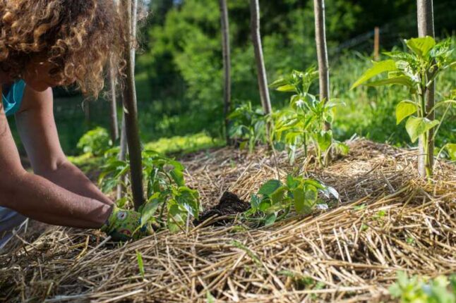 Woman mulching garden plants