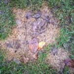 Common Lawn Diseases and How to Identify Them