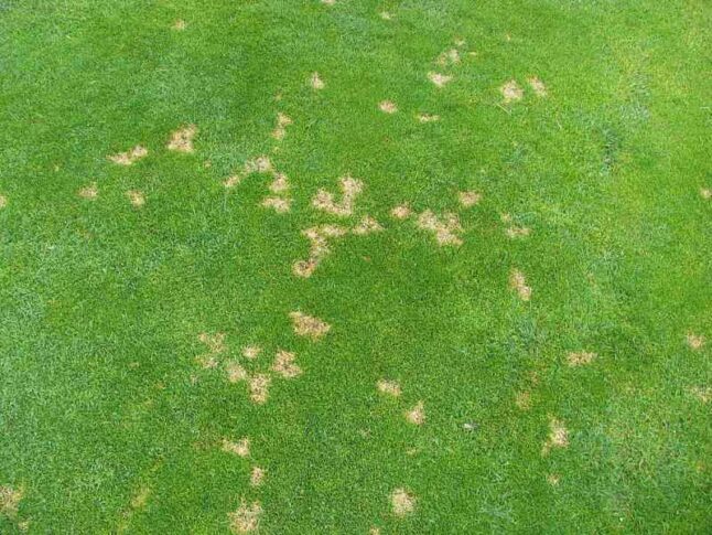 Dollar spot disease on a lawn