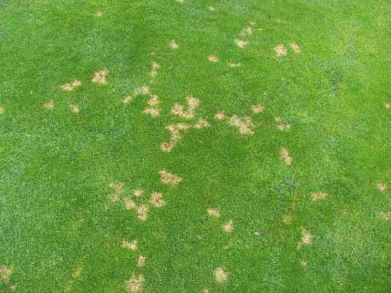 Dollar spot disease on a lawn
