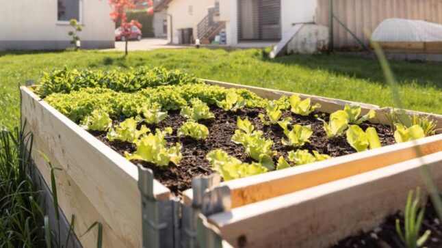 Elevated garden bed