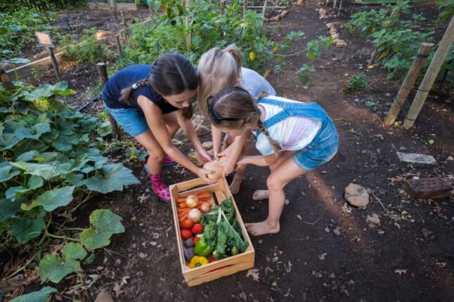 Young kids harvesting fresh vegetables from the vegetable garden