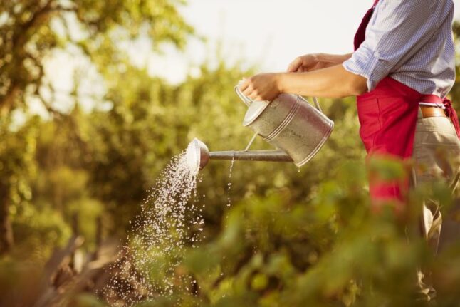 Gardener watering plants