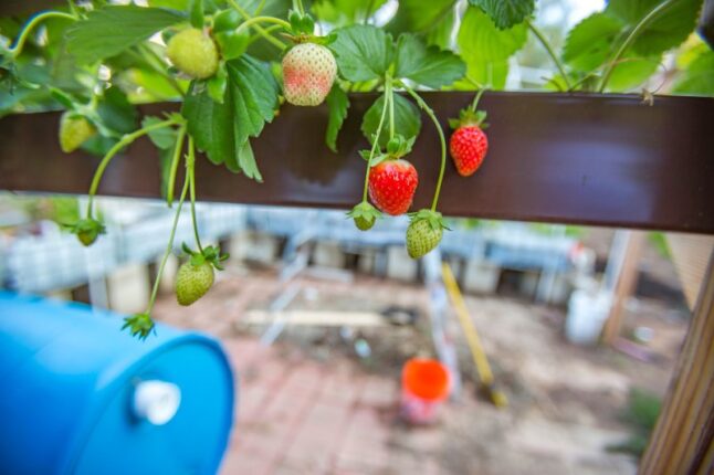 Strawberries hanging out of rain gutter close up