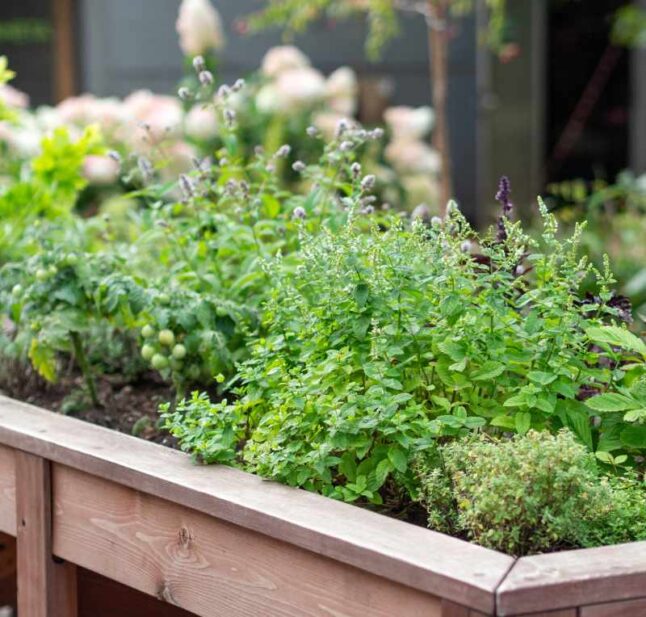 Herbs in raised bed