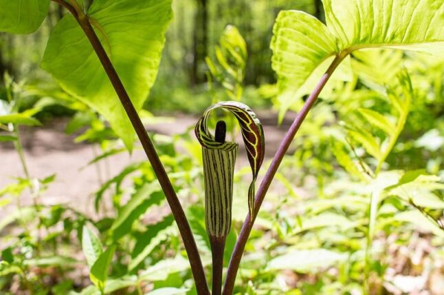 Jack in the pulpit