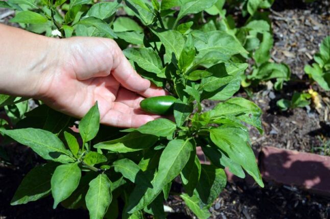 Person holding a jalapeno pepper in a garden