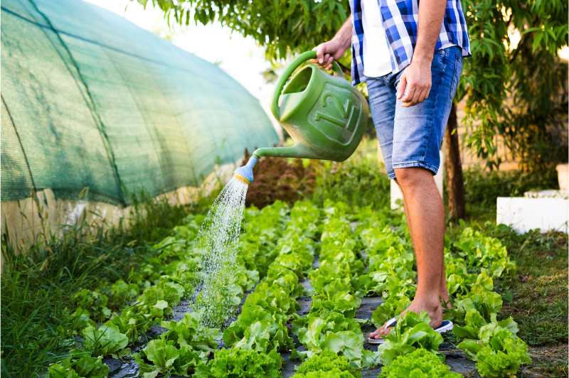 Man watering vegetable garden