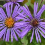 10 Native Flowers That Will Thrive in Your Chicago Garden