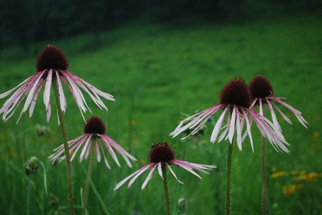 Pale Purple Coneflower (Echinacea pallida)