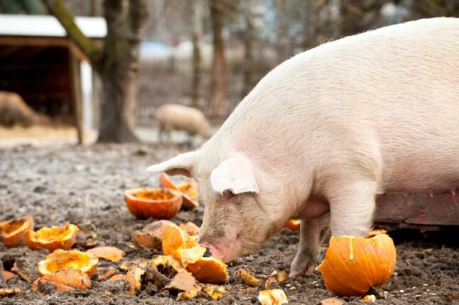 Pig eating pumpkin