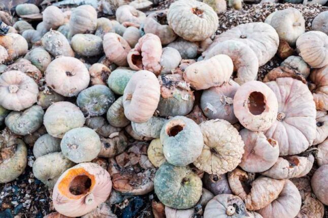 Rotten Pumpkins Thrown to the Ground to Use as Compost.