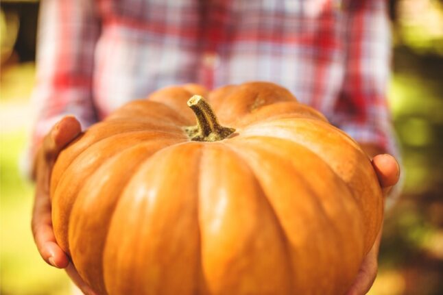 Person giving a pumpkin