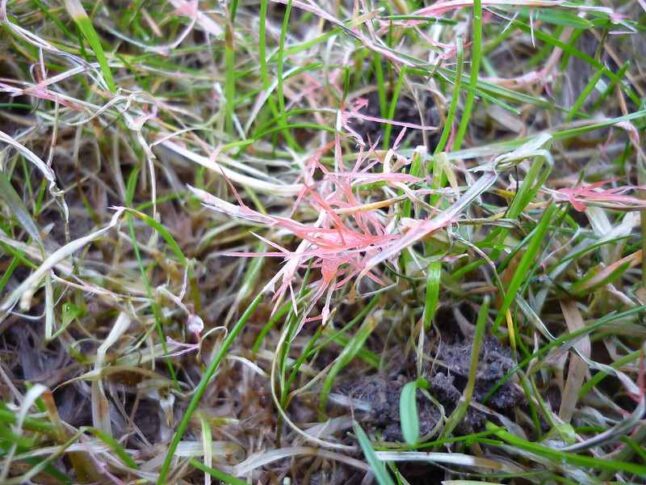 Red Thread Disease on Lawn