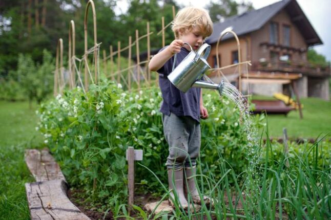 Small Girl Watering in Vegetable Garden, Sustainable Lifestyle.