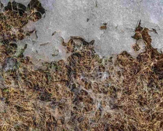 Snow mold on turf