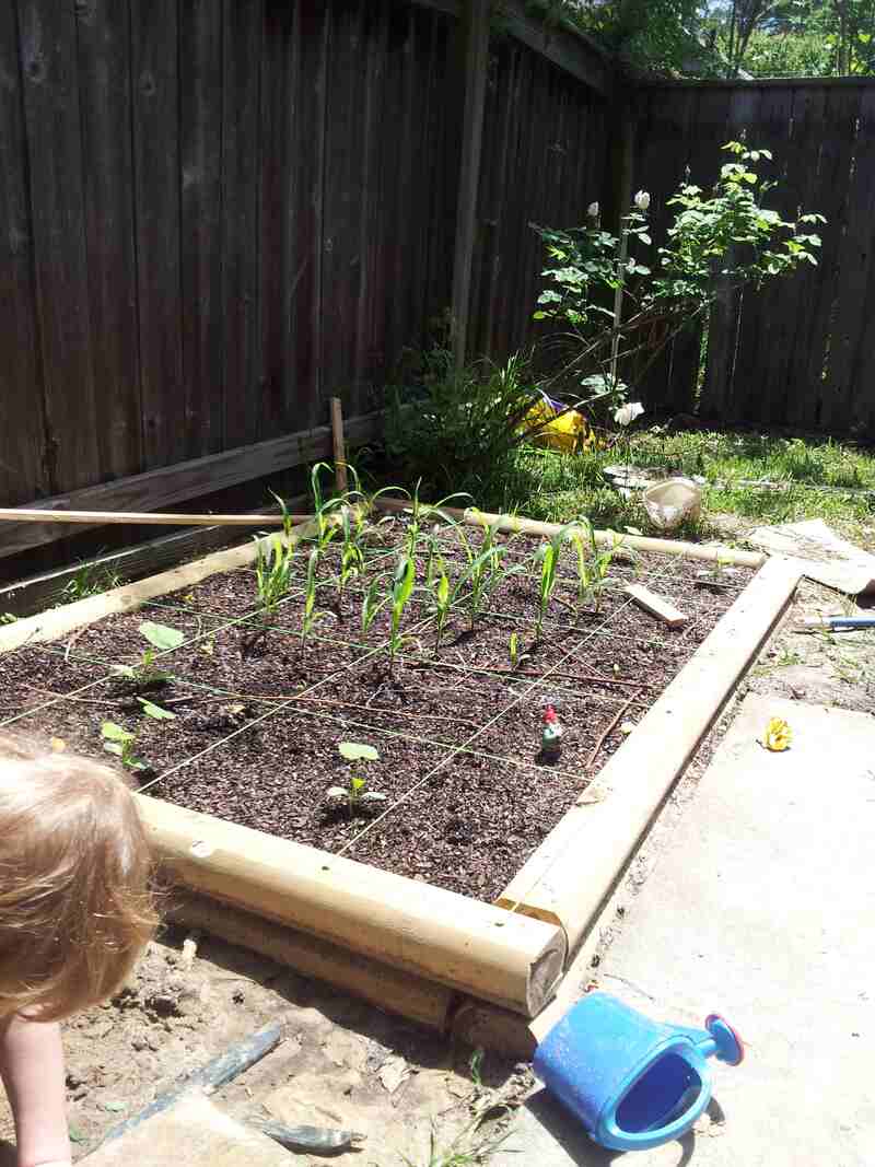 Three Sisters Square Foot Garden 2