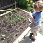 How to Grow a Three Sisters Garden in Your Backyard