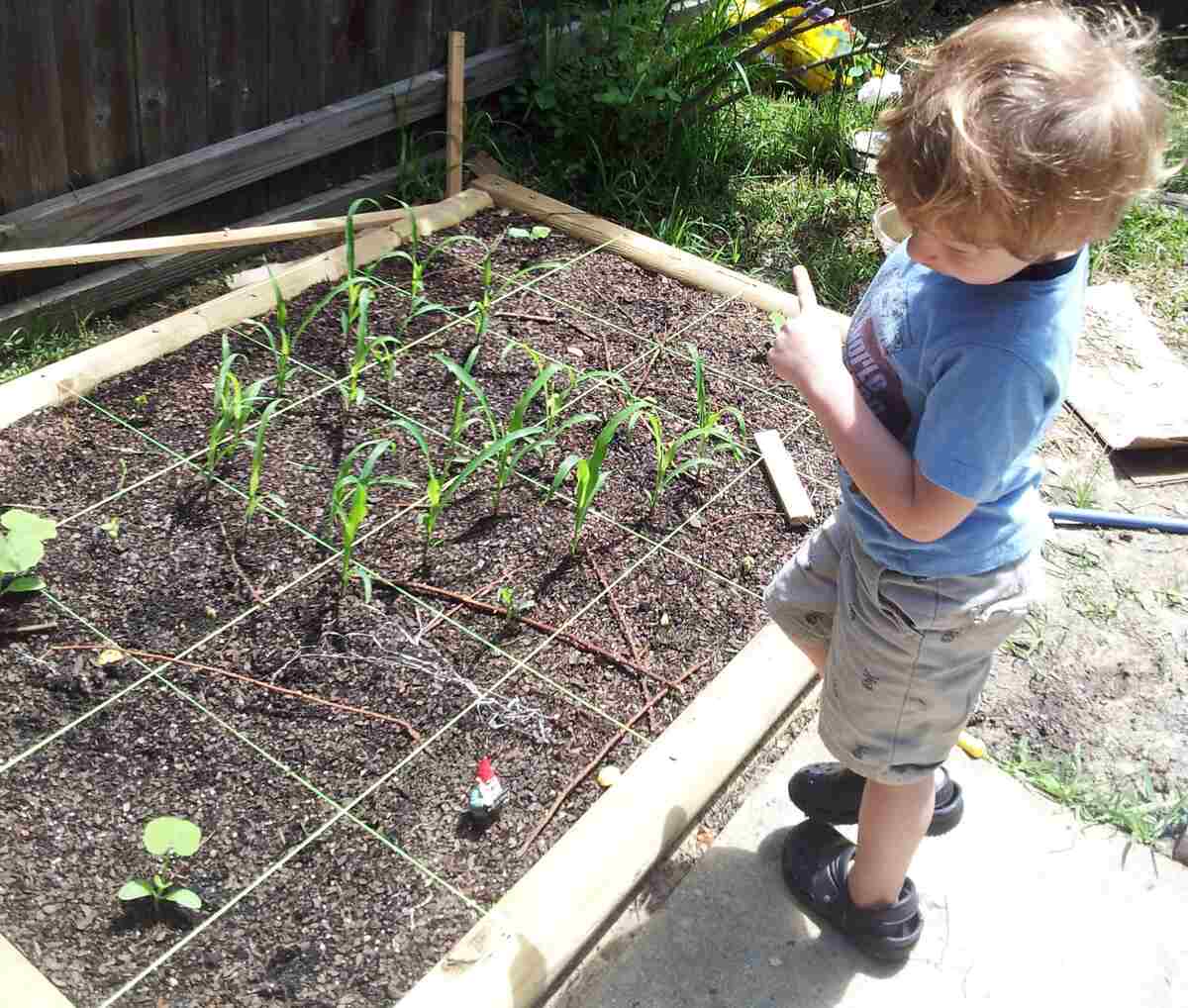 Three Sisters Square Foot Garden