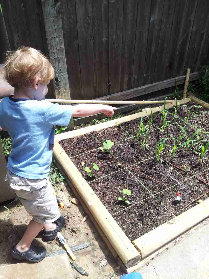 Three Sisters Square Foot Garden