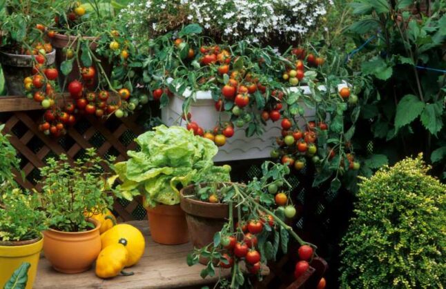 Vegetable and aromatic plants on Balcony