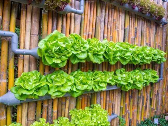 Vertical vegetable garden