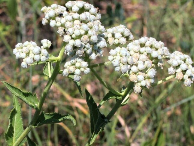 Wild Quinine