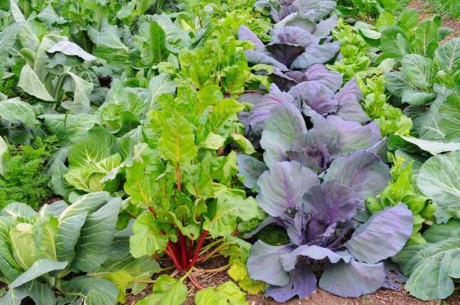 Winter vegetable garden