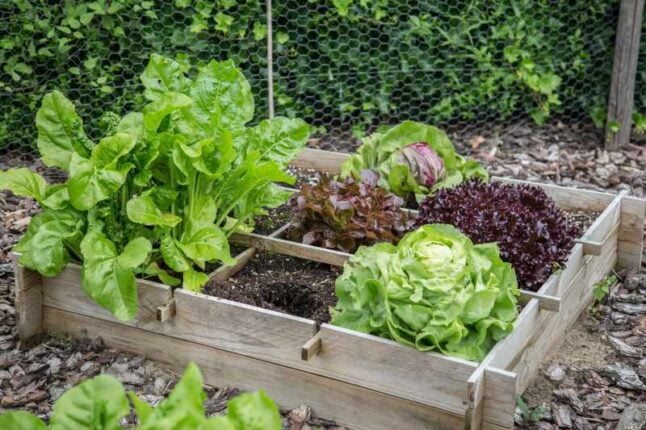 Vegetables in wooden vegetable garden boxes