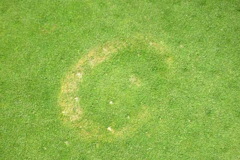 A patch of yellow, dried-out grass amidst a healthy green lawn, indicating possible fungal damage.