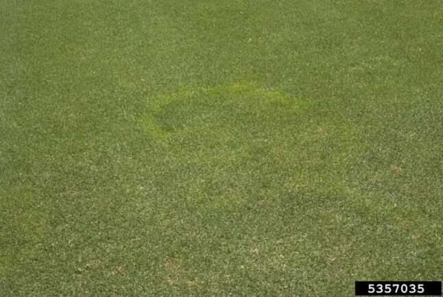 Yellow Patch disease on a lawn