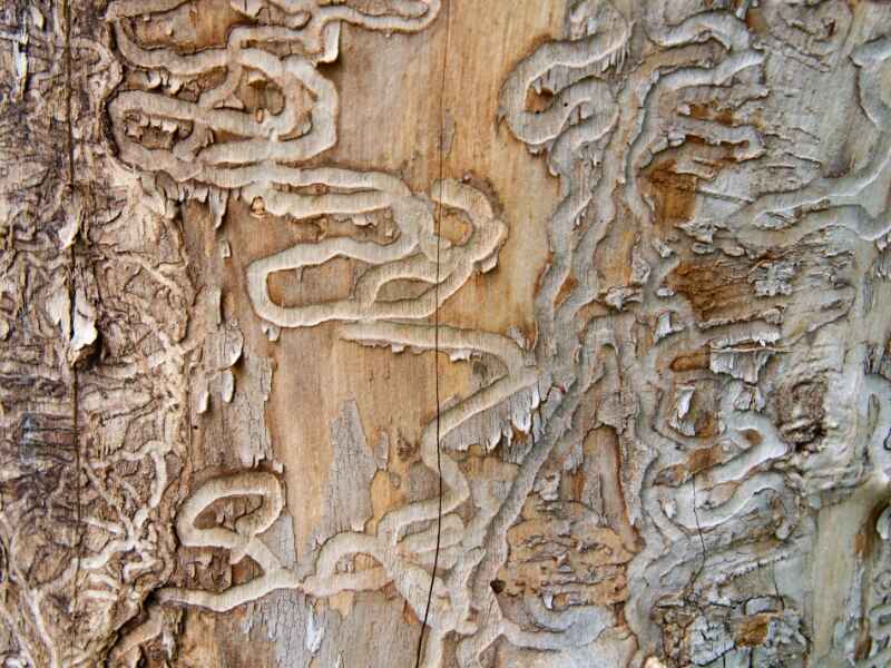emerald ash borer traces on dead tree trunk