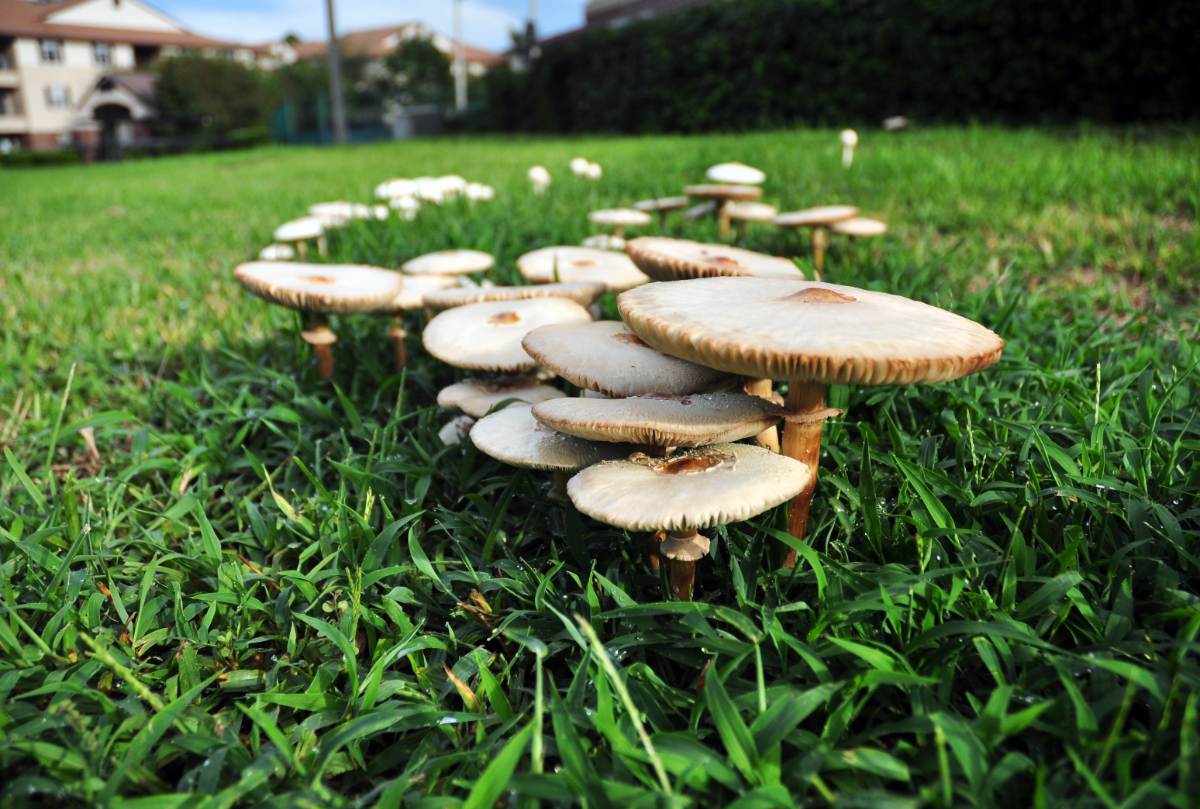Fairy ring white mushrooms forming a circle in green lawn, houses blurred in background.