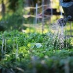 The Best Time to Water Your Garden
