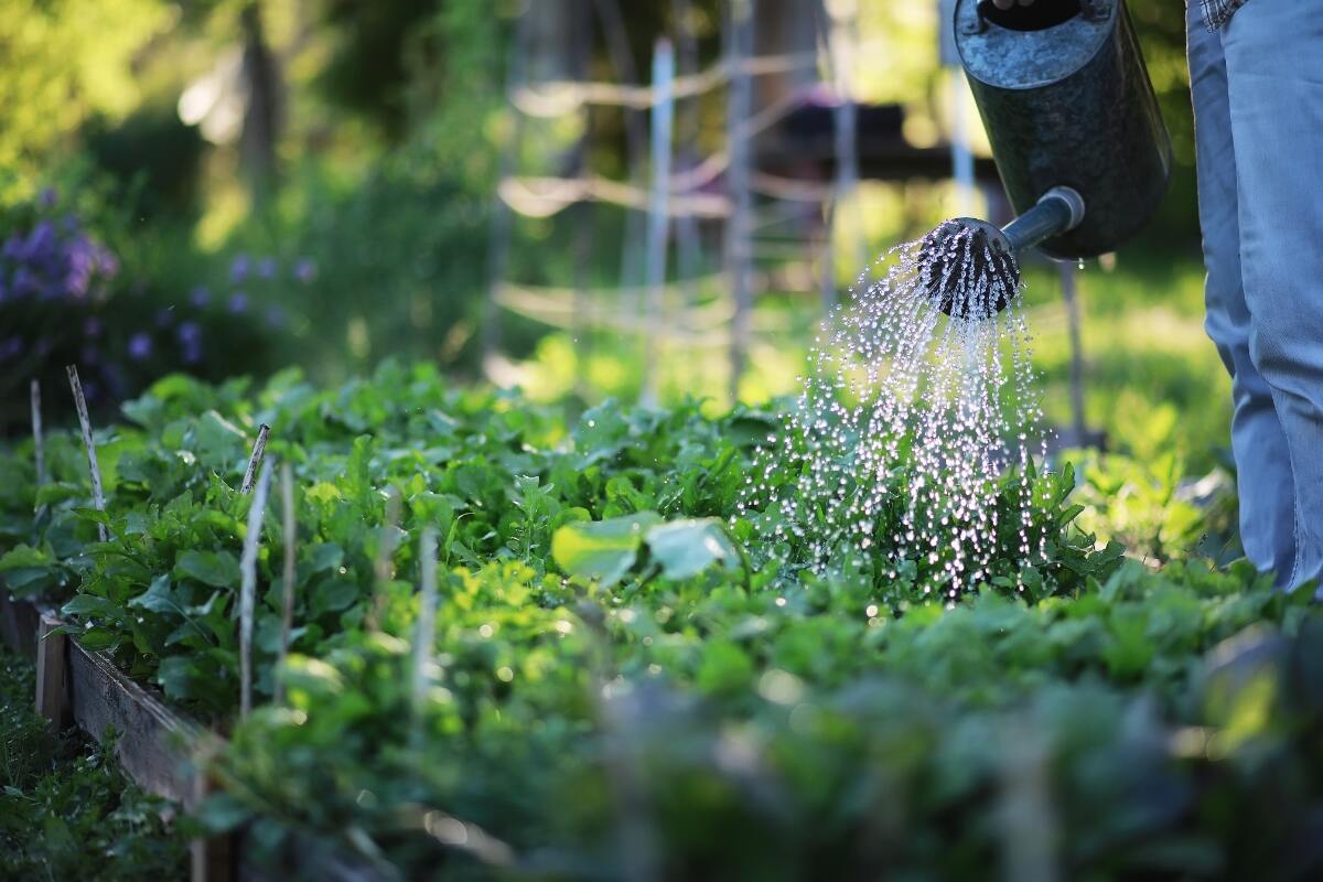 watering garden using a watering can