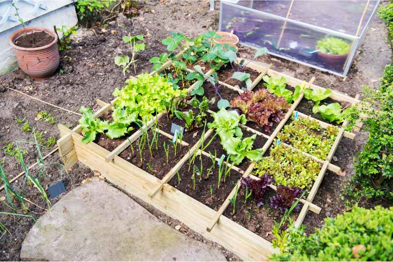 vegetable garden bed with herbs