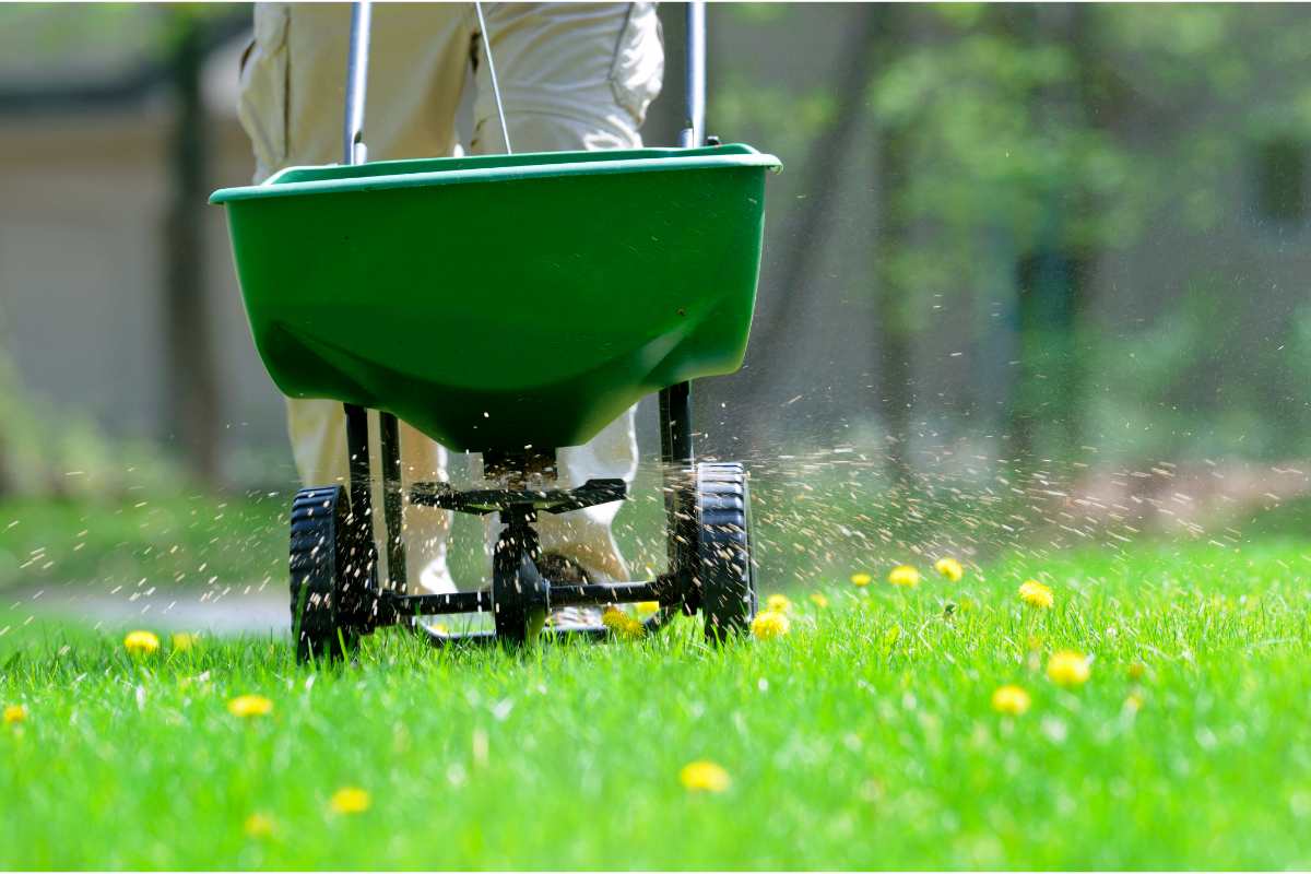 spreading fertilizer on a lawn