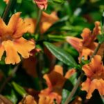 Native Flowers That Will Thrive in Your Los Angeles Garden